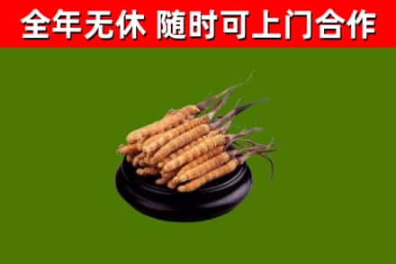 稻城回收冬虫夏草